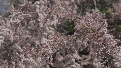 Branch of tamarix tree Stock Footage 332388448
