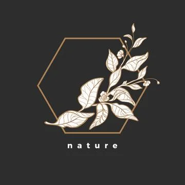 Branch of tea bush. Vector design in geometric frame.  Art line nature symbol Stock Illustration