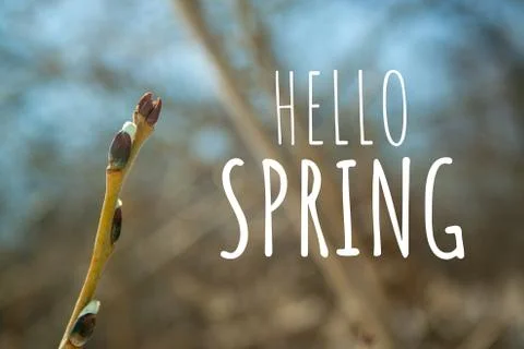 Branch with text Stock Photos