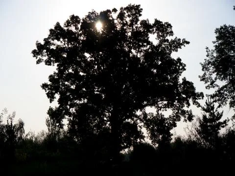 Branch texture. Foto stock