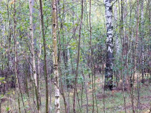 Branch texture. Stock Photos