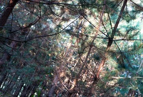 Branch texture. Stock Photos