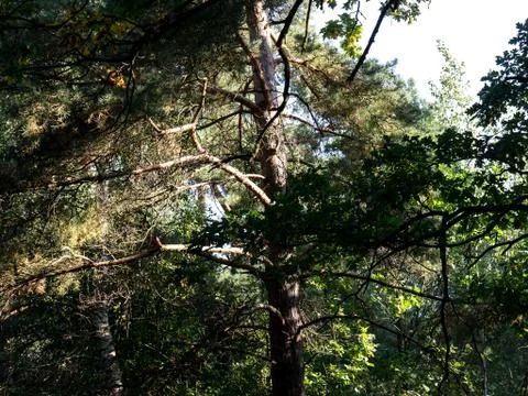 Branch texture. Stock Photos