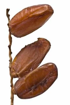A branch with three dates. Stock Photos