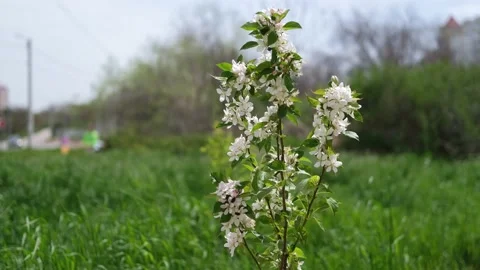 Branch three with flowers in spring . A beautiful tree branch with  blossoms. Stock Footage 173514458
