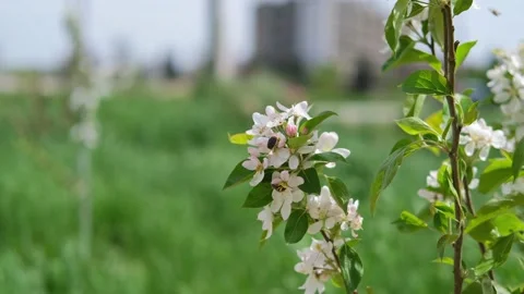 Branch three with flowers in spring . Stock Footage 173514766