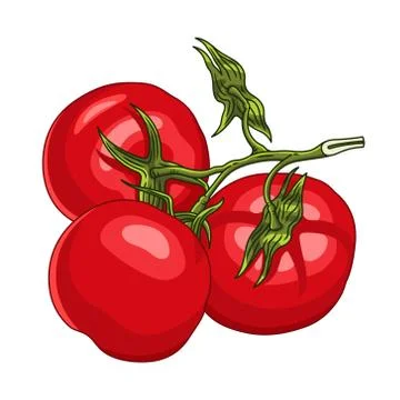 Branch with three ripe tomatoes Stock Illustration