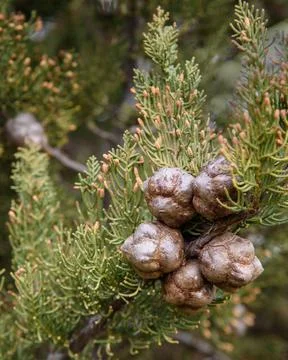 Branch of thuja with cones Stock Photos