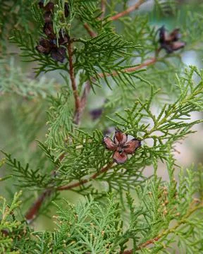 Branch of thuja with cones Foto stock