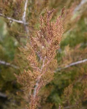 Branch of thuja with cones Stock Photos