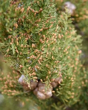 Branch of thuja with cones Foto stock