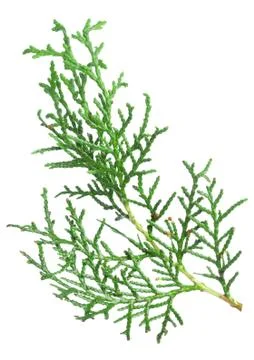 Branch thuja Foto stock