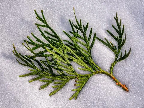 A branch of a thuja tree in the snow close-up Stock Photos