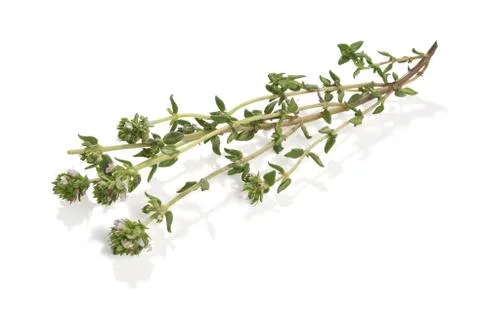 Branch of thyme Stock Photos