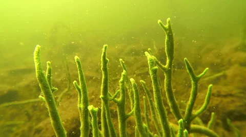Branch tips of freshwater sponge Stock-Footage 45628616