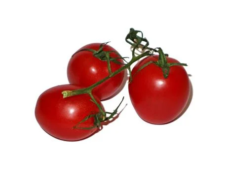Branch of a tomato isolate on white background. Stock Photos