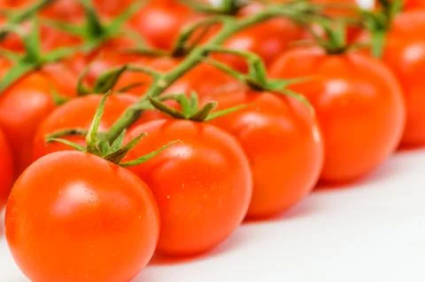 Branch of the tomato Фото