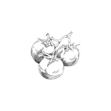 Branch of tomatoes with engraving, sketch vector illustration isolated on white Stock Illustration