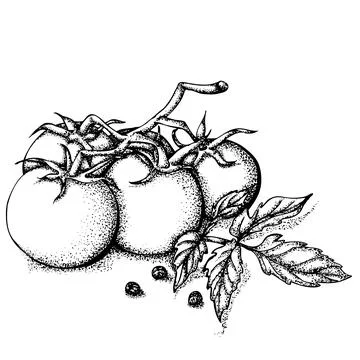 Branch of tomatoes Stock Illustration