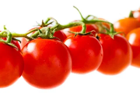 Branch of tomatoes Stock Photos