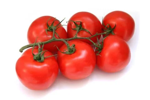 Branch of tomatoes Stock Photos