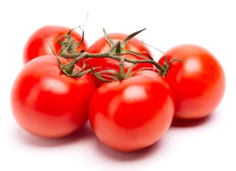Branch of tomatoes Stock Photos