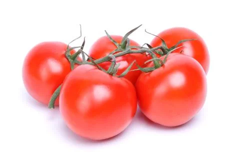 Branch of tomatoes Stock Photos