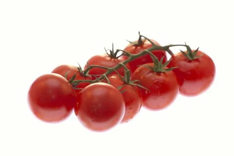 A branch of tomatoes on white background Stock Photos