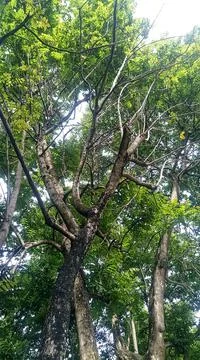 Branch on the top Stock Photos
