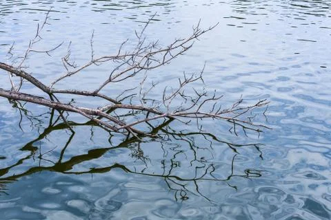 Branch touch the water Stock Photos