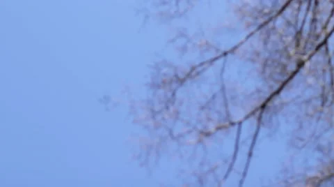 Branch towards the Sky_Graded 스톡 동영상 41511766
