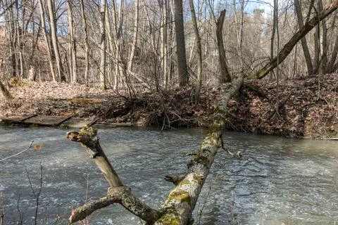 Branch of a tree across a stream Stock Photos