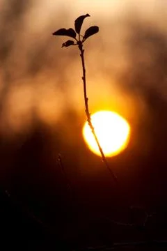 Branch of a tree against of the setting sun Фото