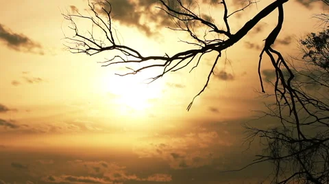 Branch of  tree and  beautiful  sky with clouds. Time lapse Stockbeeldmateriaal 40300765