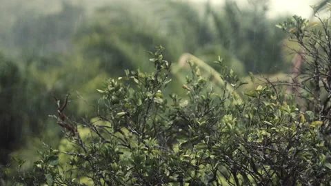 Branch of a tree and leaves during heavy pouring rain 動画素材 148183738
