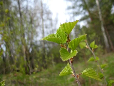 Branch of tree and spring green leaves Stock Photos