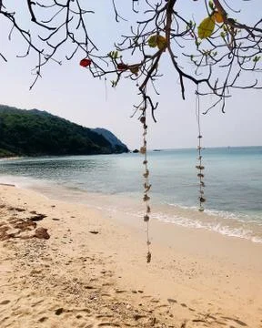 Branch of a tree on the background of the beach by the ocean Stock Photos