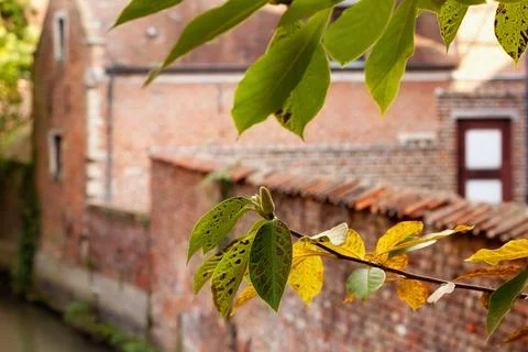 Branch of a tree with the background of historic buildings in Groot Begijnh.. Foto stock