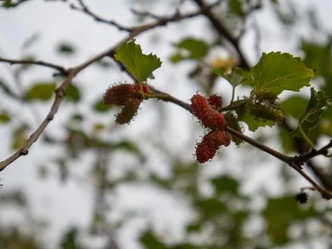 A branch of a tree with berries on it. Stock Photos