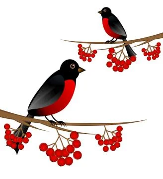 Branch tree with berry wild ash and bird bullfinch Stock Illustration