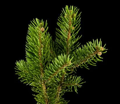 Branch of a tree on a black background Stock Photos