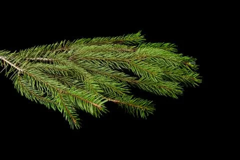 Branch of a tree on a black background Stock Photos