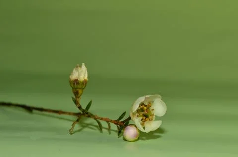 Branch of tree with bloomig spring flower on a light green background. Space  Foto stock