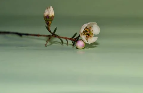 Branch of tree with bloomig spring flower on a light blue background. Space f 스톡 사진