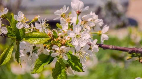 Branch of a tree that blooms enchantingly Stock Photos