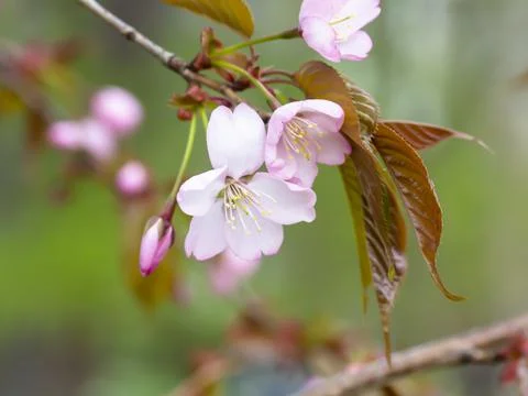 Branch of a tree blossoming in spring Stock Photos