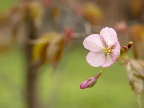 Branch of a tree blossoming in spring Stock Photos