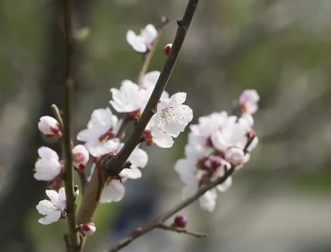 Branch of a tree blossoming in spring Stock Photos