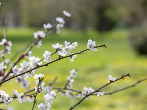 Branch of a tree blossoming in spring Stock Photos