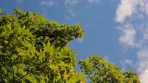Branch of a tree blue sky with clouds timelapse smooth pan Stock Footage 94317079